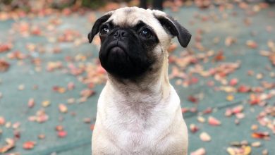 Is Loca the Pug Dead or Alive? Wiki, Bio, Disorder, Parents, Siblings